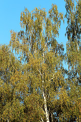 Image showing birch leaves