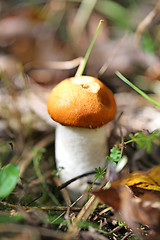 Image showing orange-cap boletus mushroom