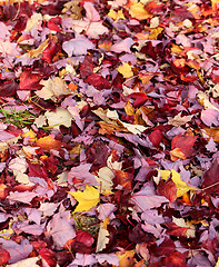 Image showing autumn leaves