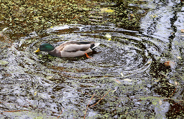 Image showing duck in the pond