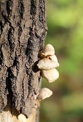 Image showing Tree with mushrooms