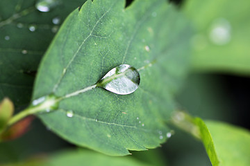 Image showing water drop