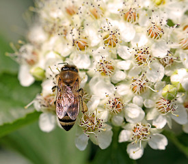 Image showing bee on a flower