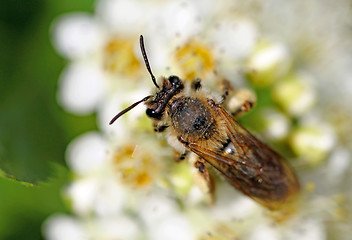 Image showing bee on a flower