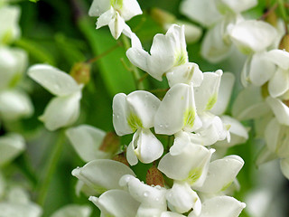 Image showing white flowers