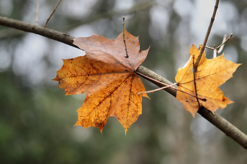 Image showing maple leaf