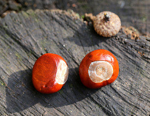 Image showing Chestnuts on the ground