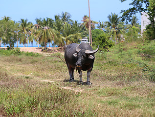 Image showing black buffalo