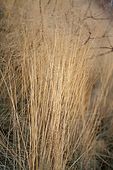 Image showing dry grass