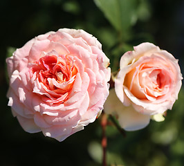 Image showing Roses in the garden