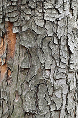 Image showing oak bark