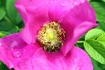 Image showing flowers of wild rose