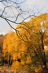 Image showing autumn trees