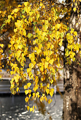 Image showing birch leaves