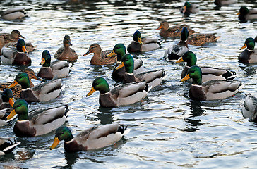 Image showing duck in the pond