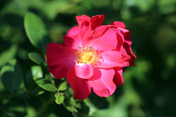 Image showing Roses in the garden