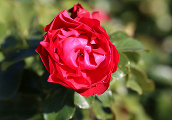 Image showing Roses in the garden