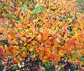 Image showing autumn leaves