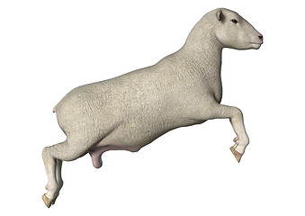 Image showing Jumping Sheep