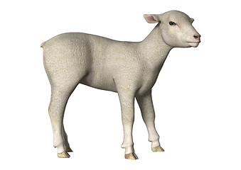 Image showing Lamb on White