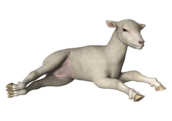 Image showing Lamb on White