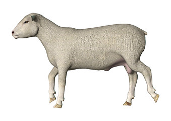 Image showing Walking Sheep