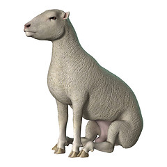 Image showing Sheep on White