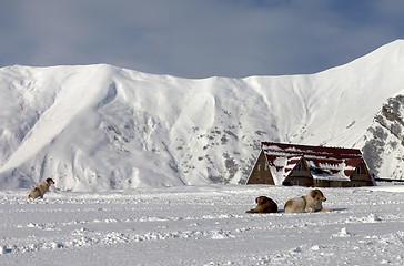 Image showing Dogs on ski slope