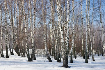 Image showing Winter