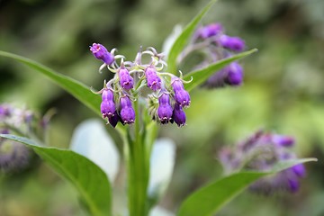 Image showing Comfrey