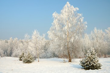 Image showing Winter