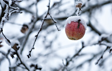 Image showing frozen apple