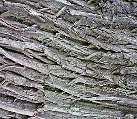 Image showing tree bark texture closeup