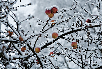 Image showing frozen garden