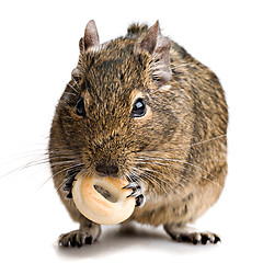 Image showing hamster gnawing bake