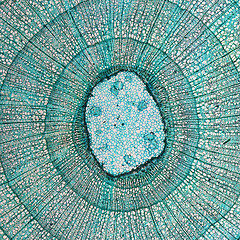 Image showing Tilia stem micrograph