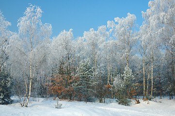 Image showing Winter