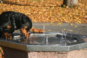Image showing Thirsty Dog