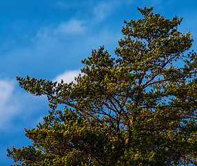 Image showing Gnarly Pine Tree