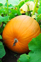 Image showing Pumpkin