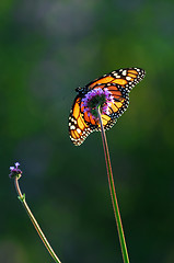 Image showing Monarch butterfly