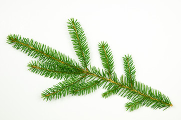 Image showing Spruce twig at white