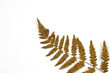 Image showing Dried fern detail on white