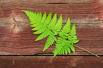 Image showing Fresh green bracken twig