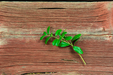 Image showing Lingonberry twig