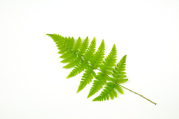 Image showing Green bracken twig