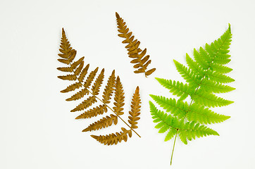 Image showing Fern details on white