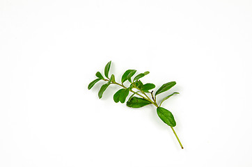 Image showing Lingonberry twig decoration