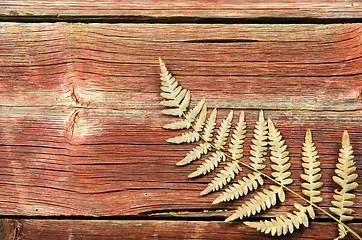 Image showing Dried fern detail