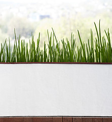 Image showing Fresh chives in pot near the window